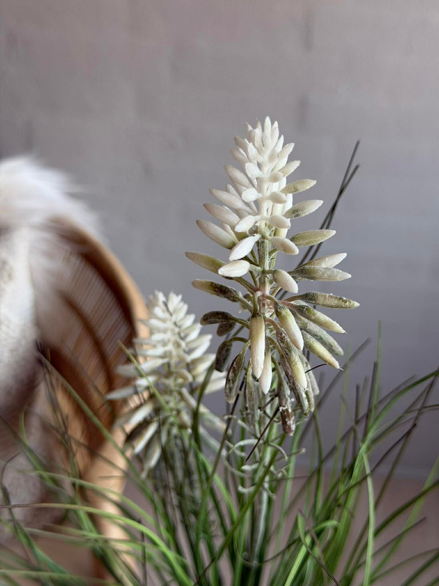 Lupin Hvit i bukett til inne og ute - 70 cm