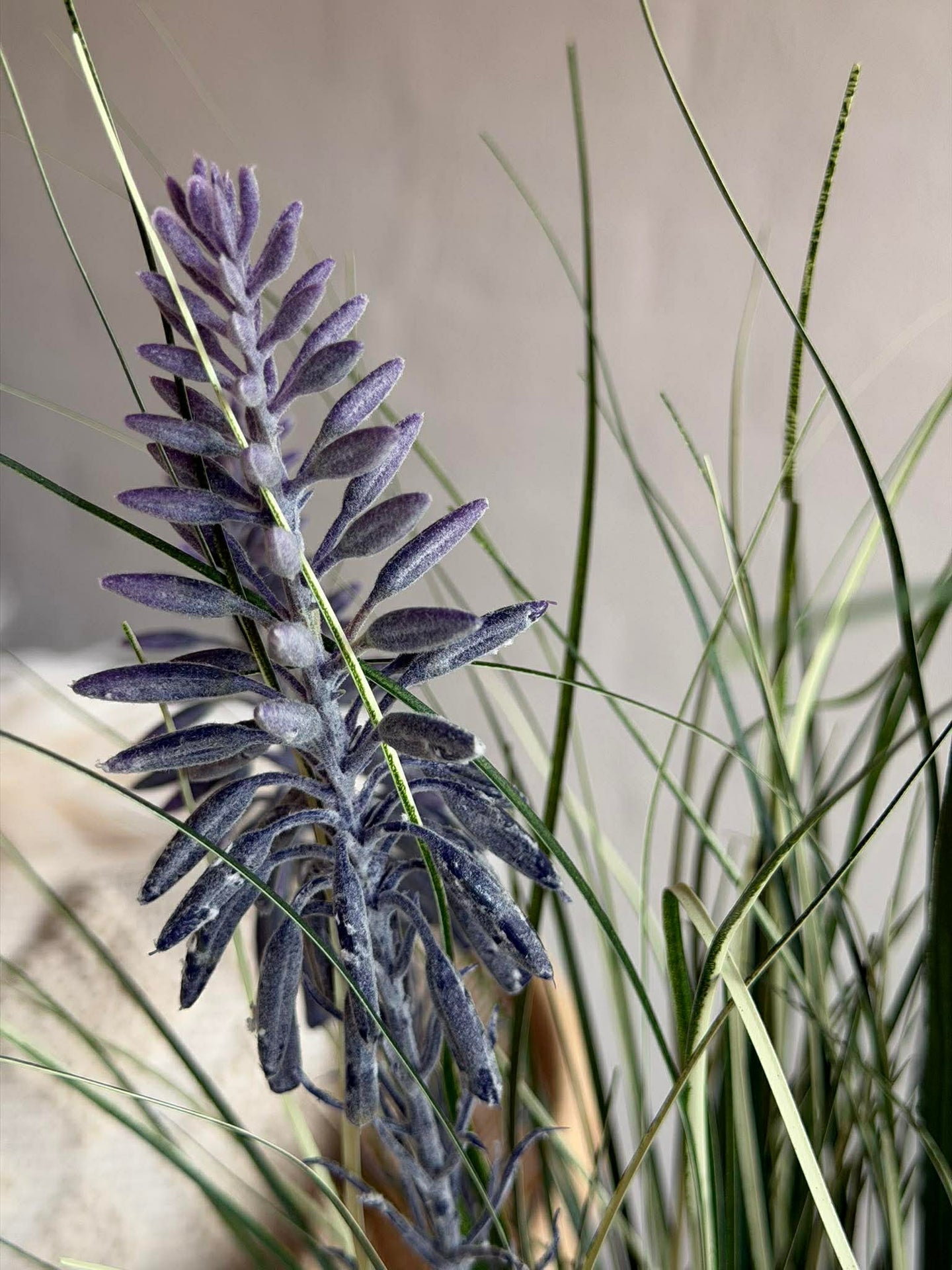 Lupin i bukett til inne og ute - 70 cm