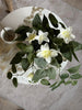 Hengende plante - flere farger