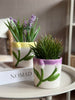 Skjuler med Tulipan - Flere farger