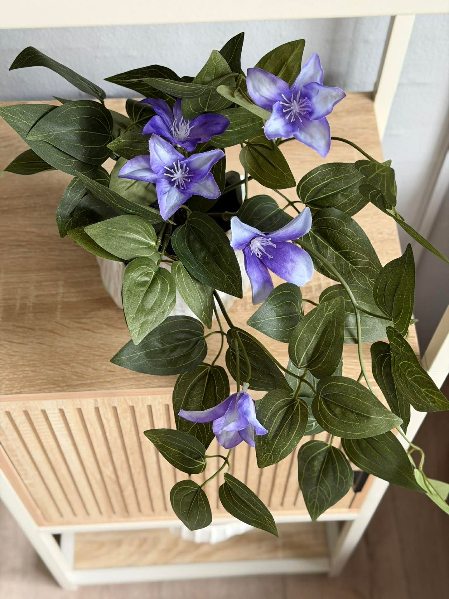 Hengende plante - flere farger