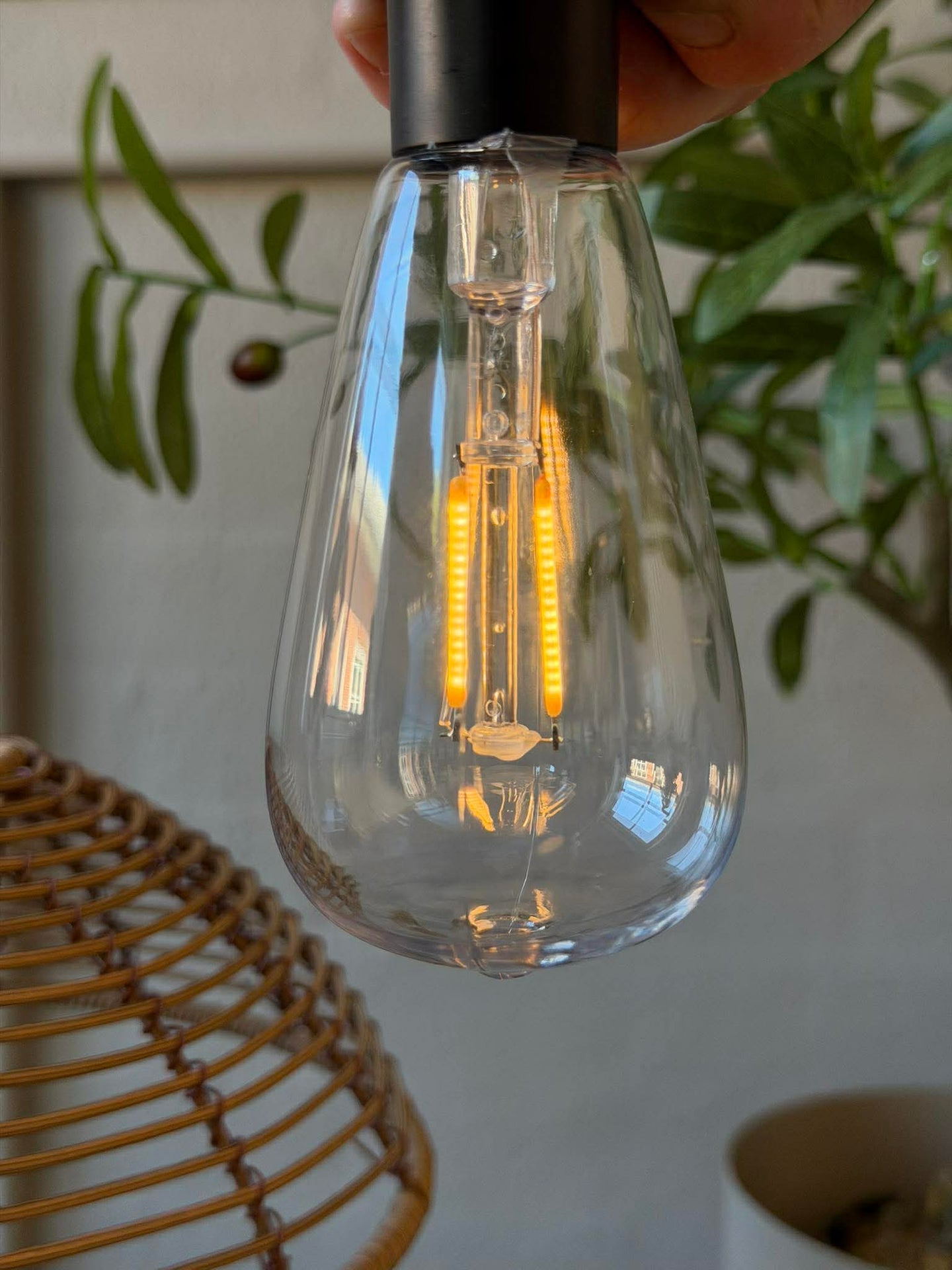 Mushroom Solar - Natur XL