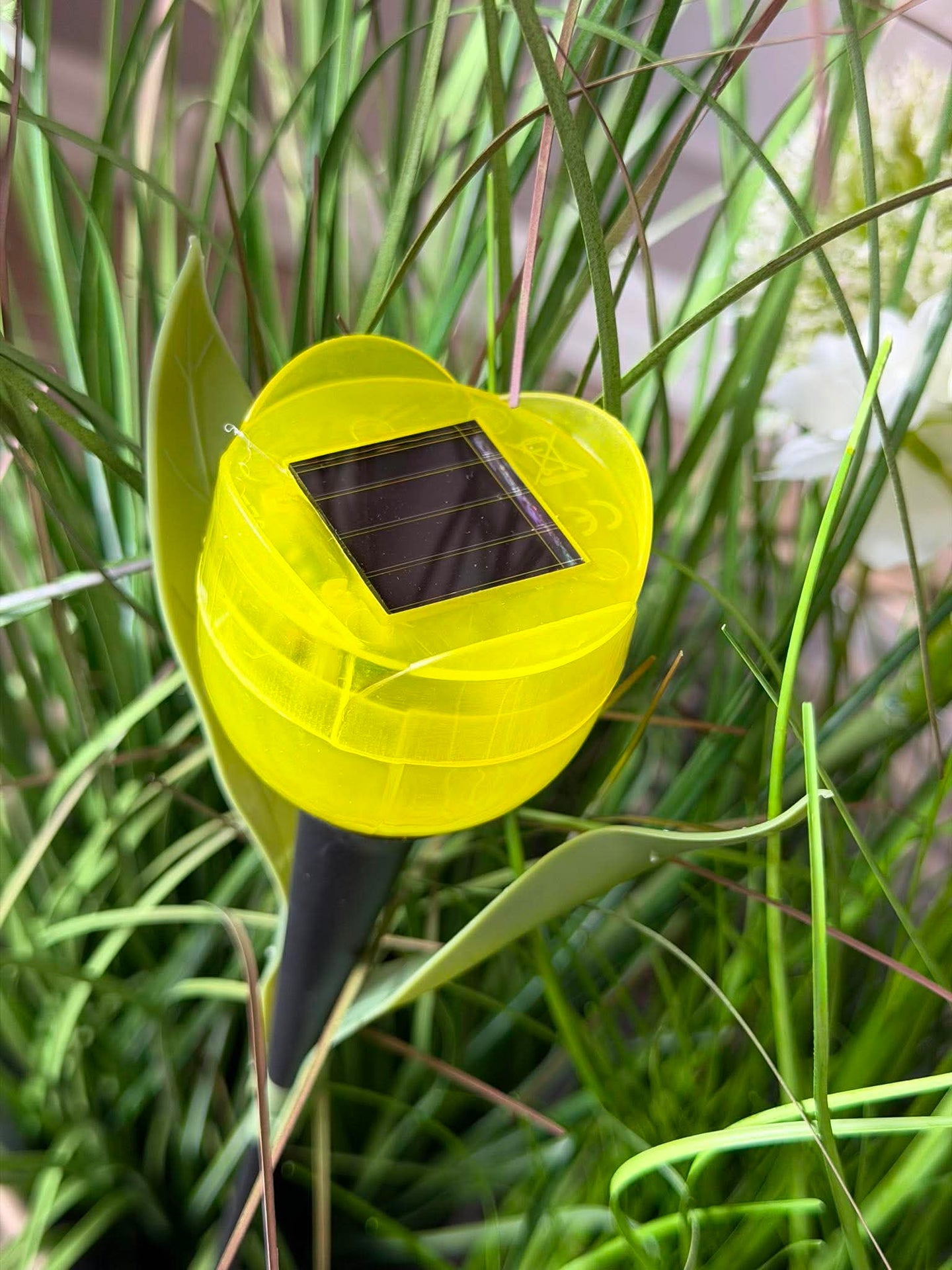 Tulipan Solar - Flere farger