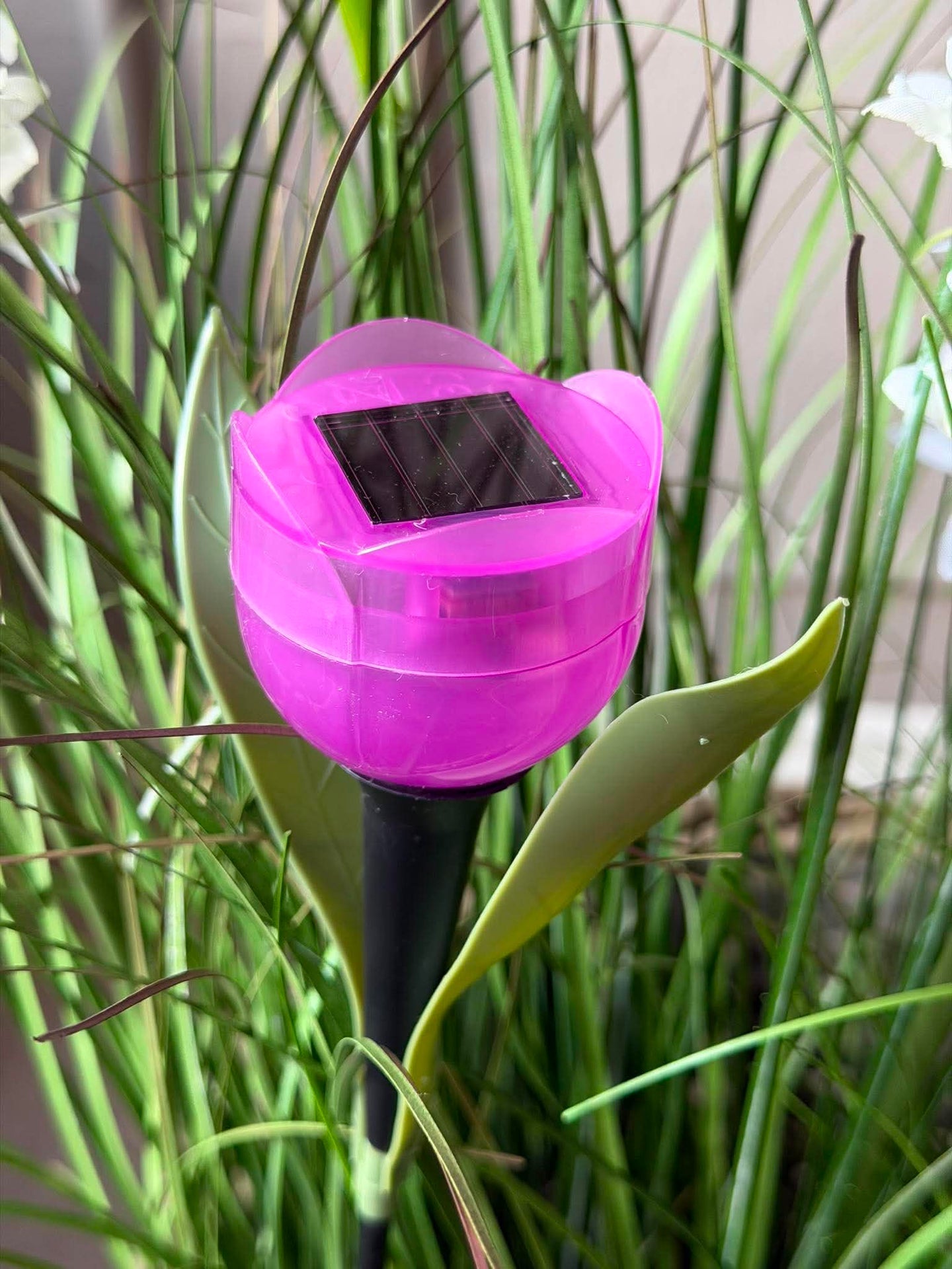 Tulipan Solar - Flere farger