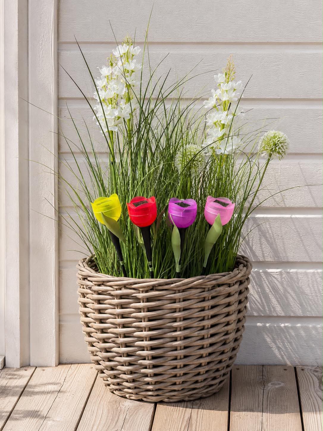 Tulipan Solar - Flere farger