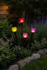 Tulipan Solar - Flere farger