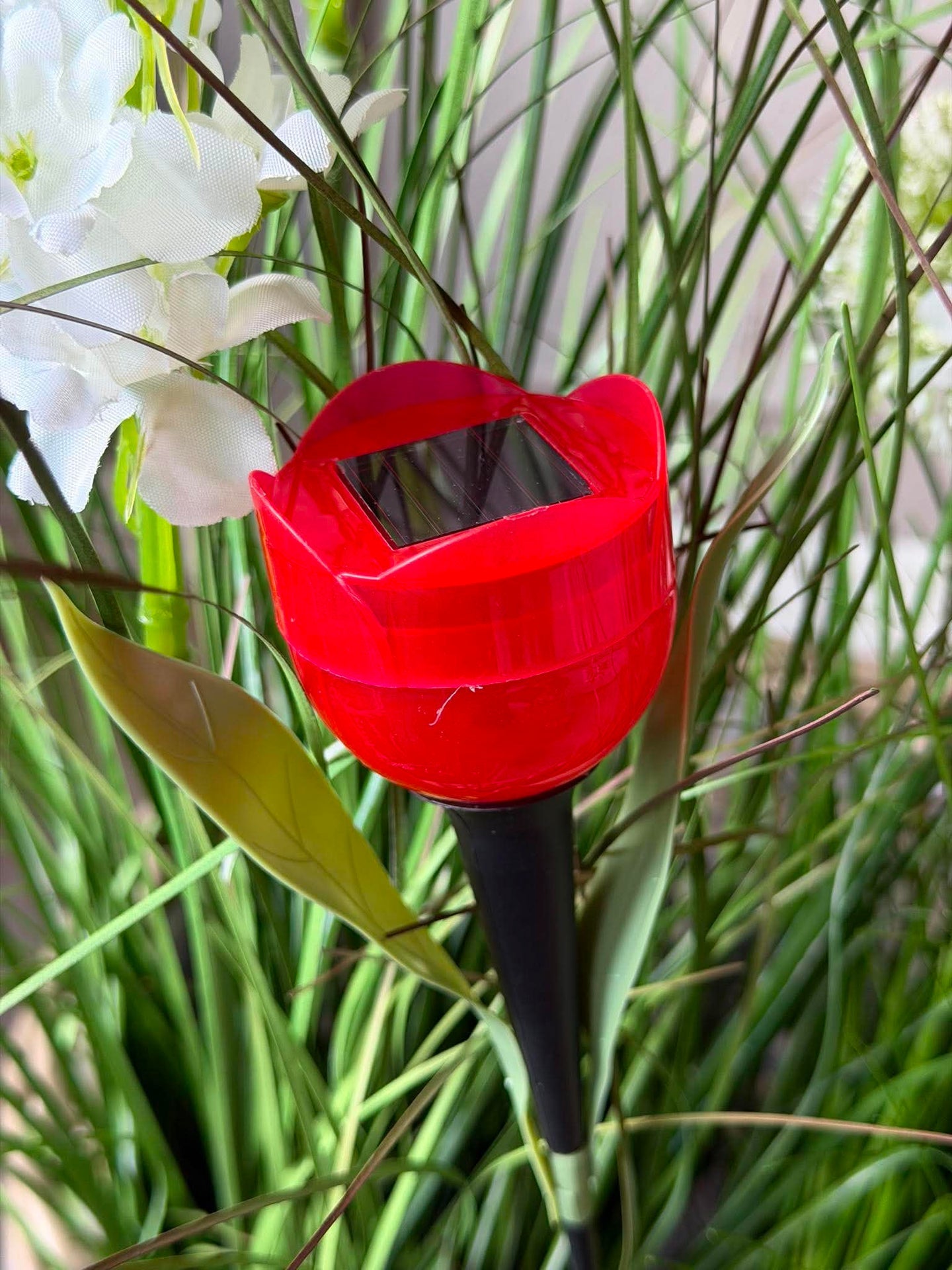Tulipan Solar - Flere farger