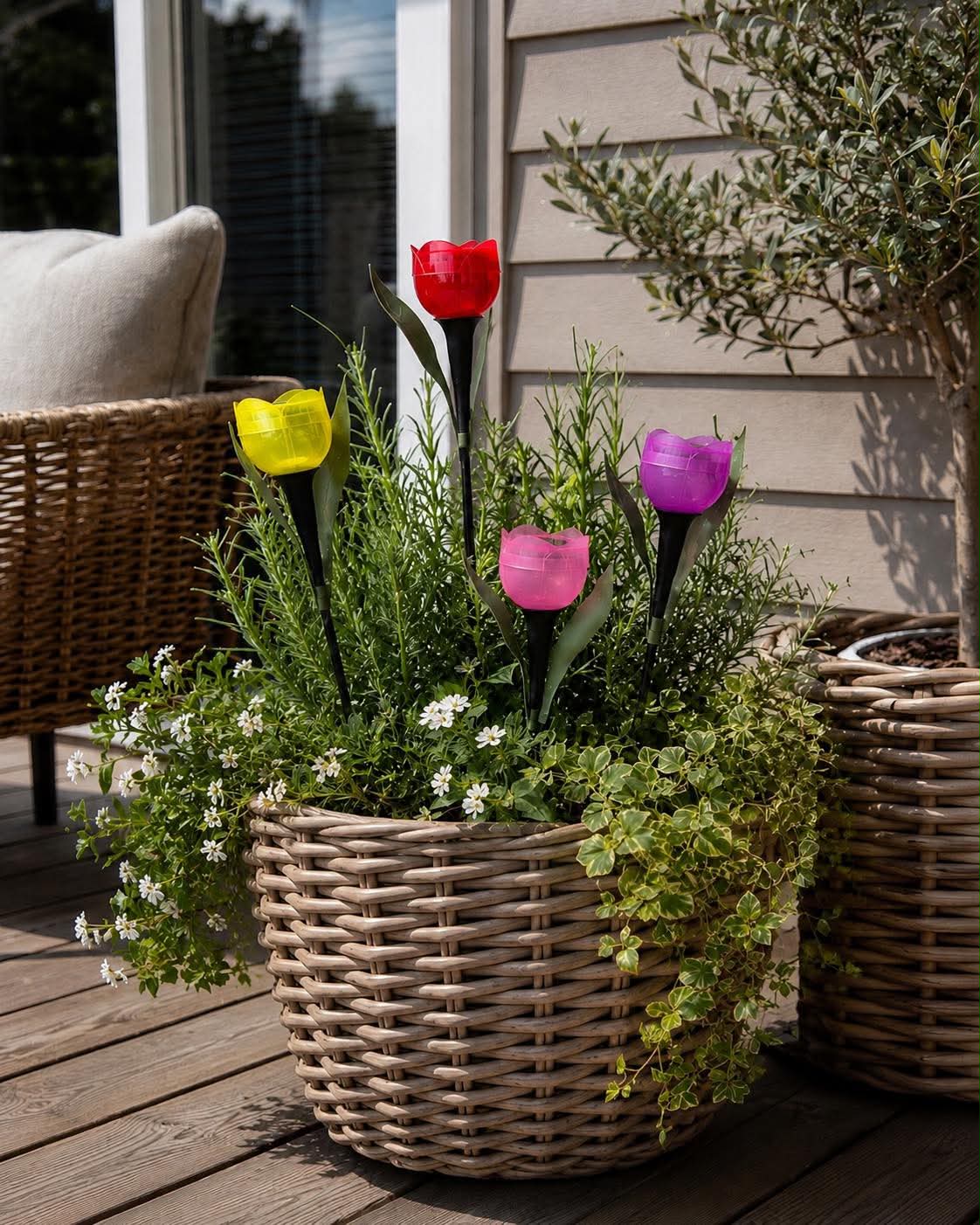 Tulipan Solar - Flere farger
