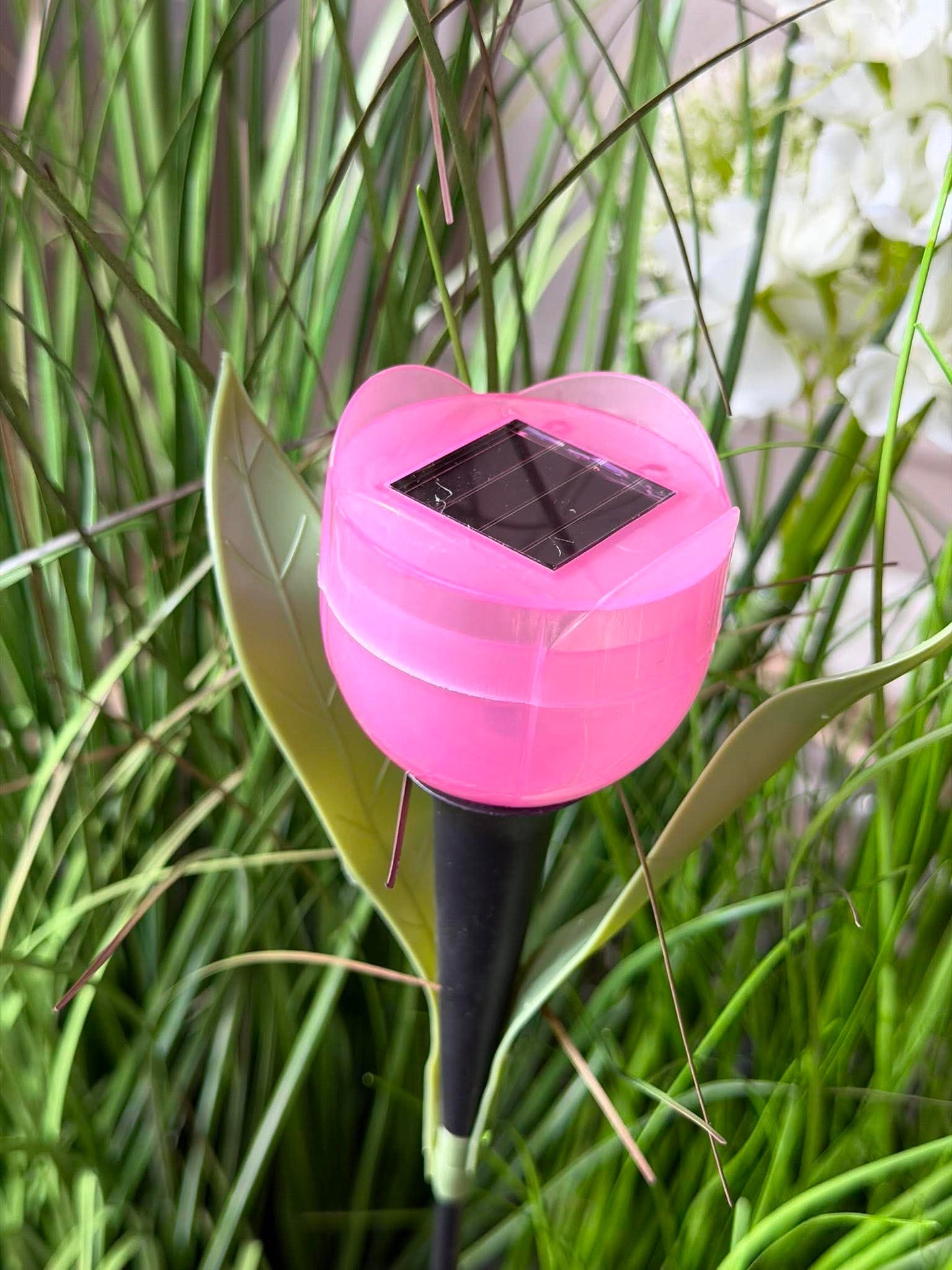 Tulipan Solar - Flere farger