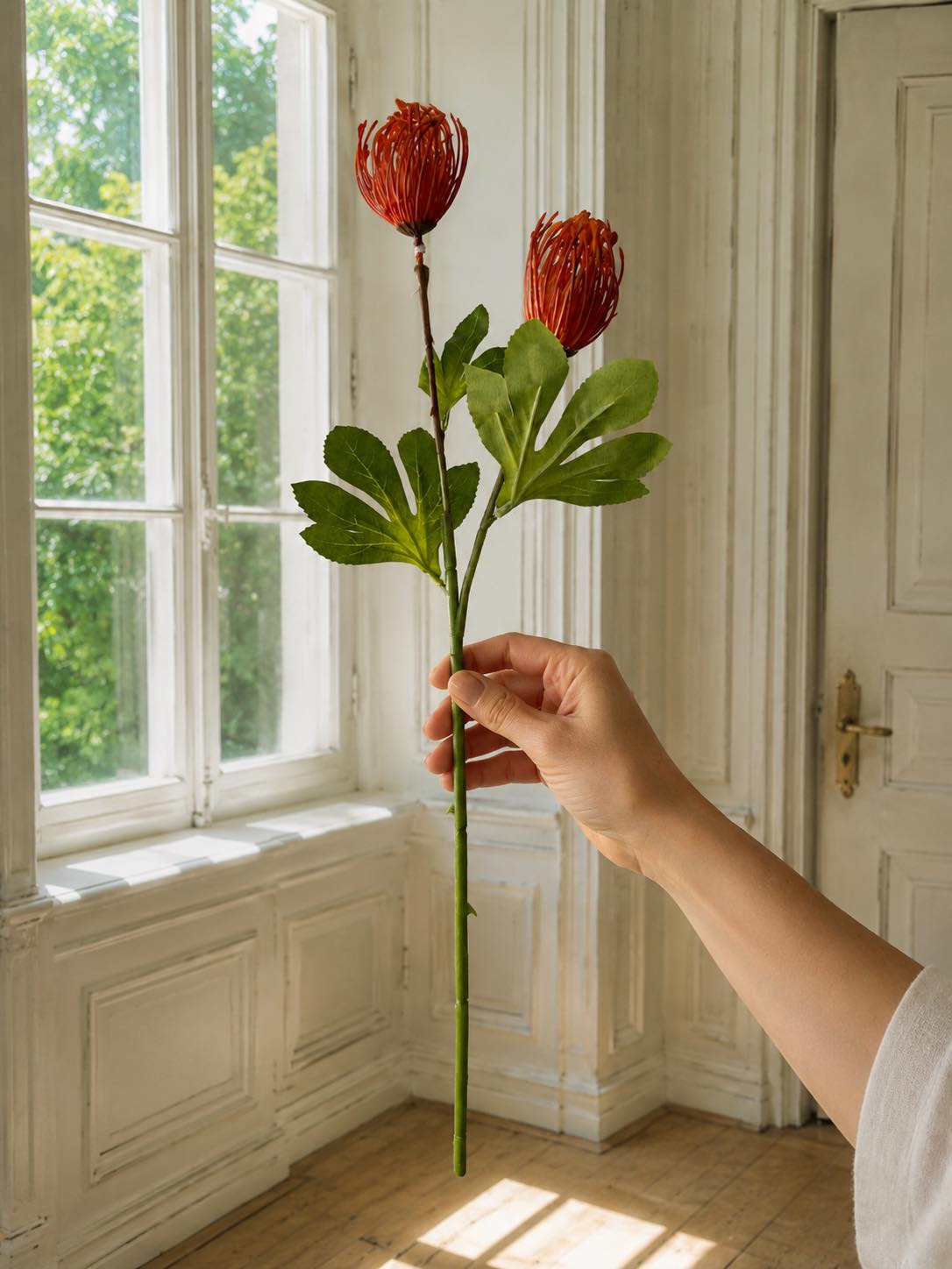 Blomstergren Krysantemum - Flere farger
