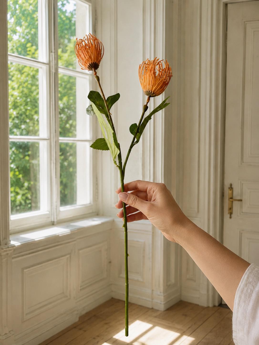 Blomstergren Krysantemum - Flere farger