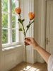 Blomstergren Krysantemum - Flere farger