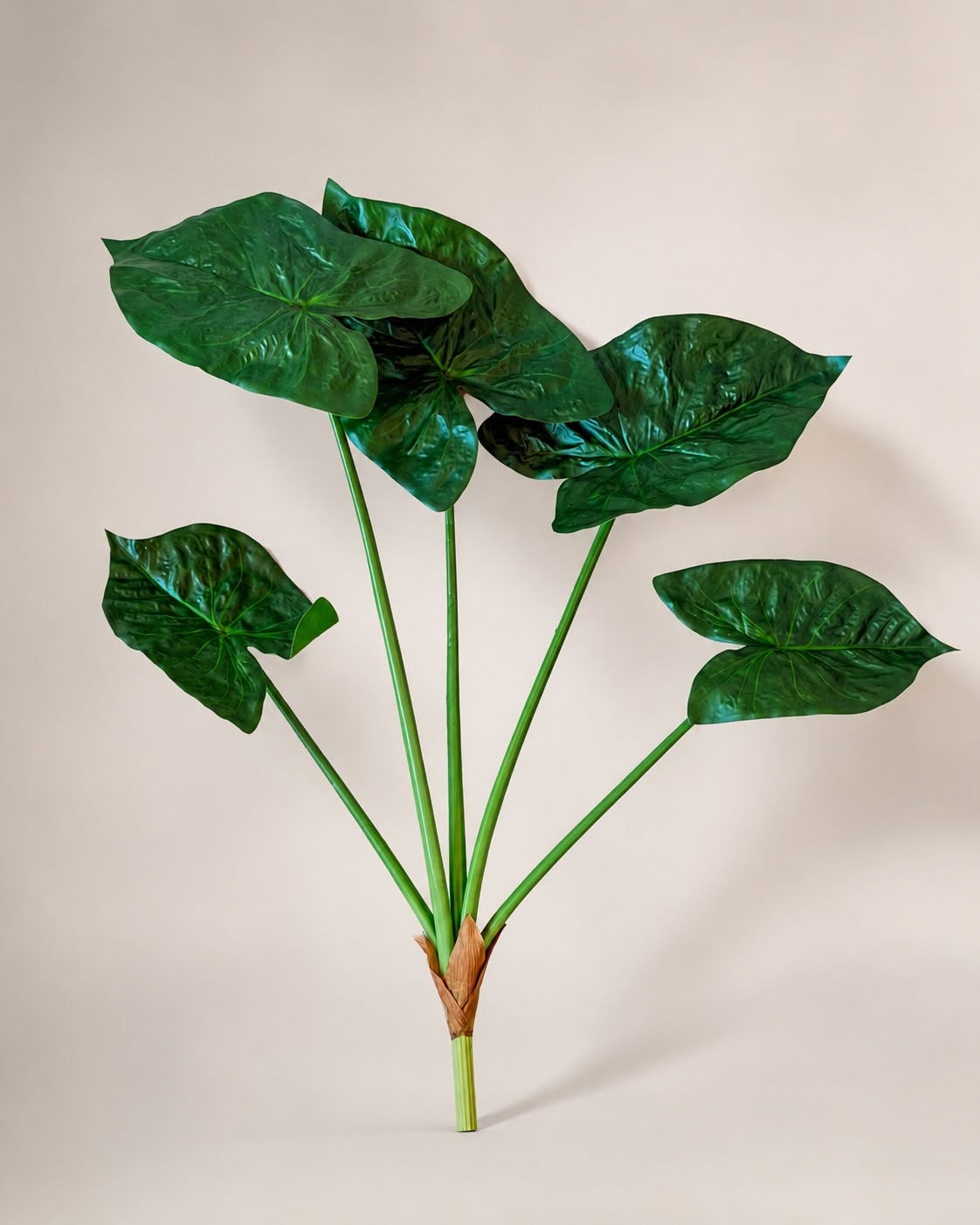 Plante Alocasia Big H:79 cm Grønn