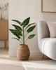 Plante Alocasia H:80 cm Broket