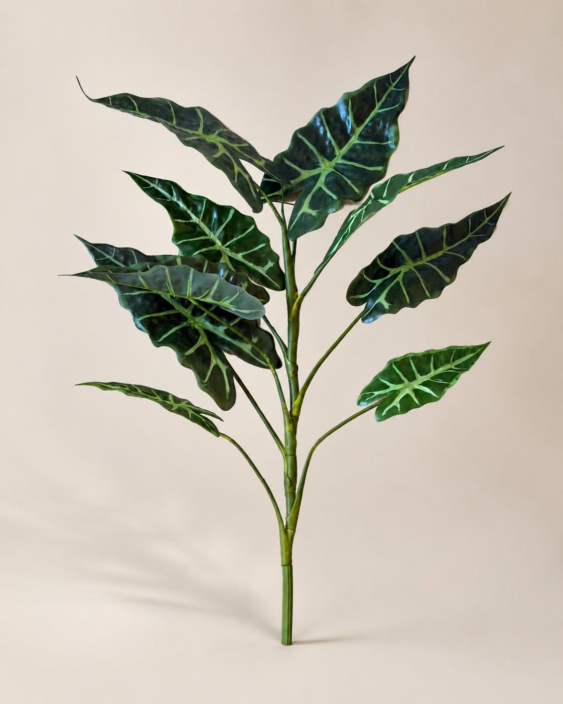 Plante Alocasia H:80 cm Broket