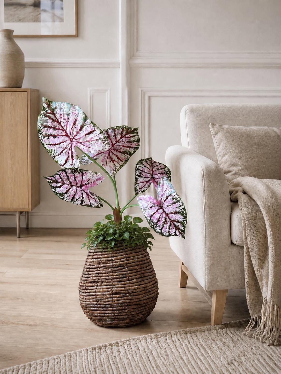 Plante Caladium H:67 cm Rosa/Grønn