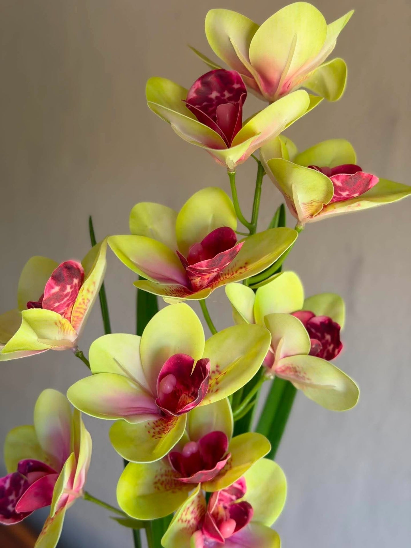 Orkidé stilk - 43 cm Rosa / gul