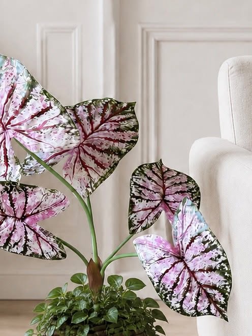 Plante Caladium H:67 cm Rosa/Grønn