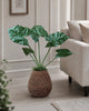 Plante Alocasia Big H:79 cm Grønn