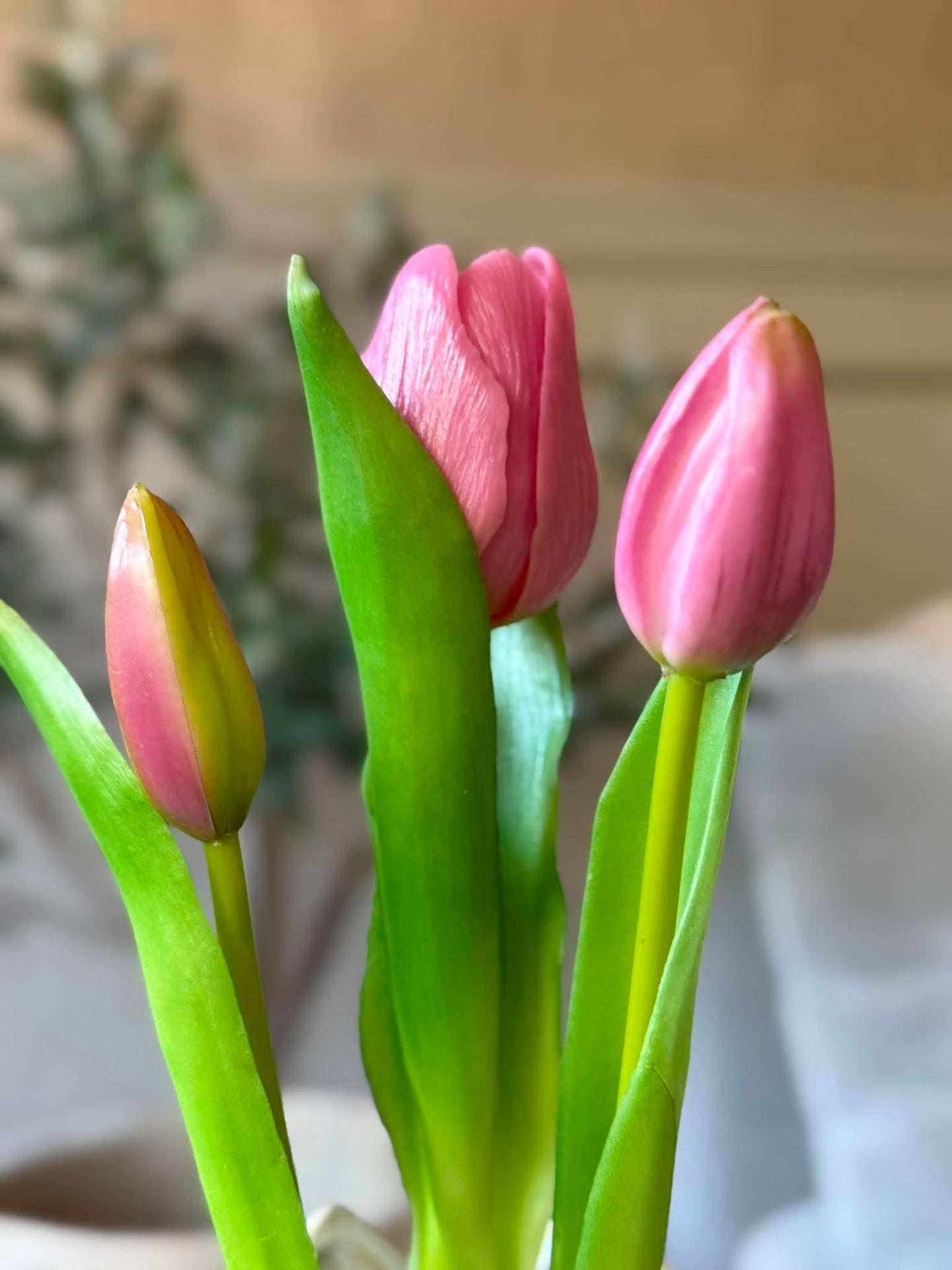 Tulipan i potte - Mørk rosa med 3 blomster