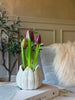 Tulipan i potte - Lilla med 3 blomster
