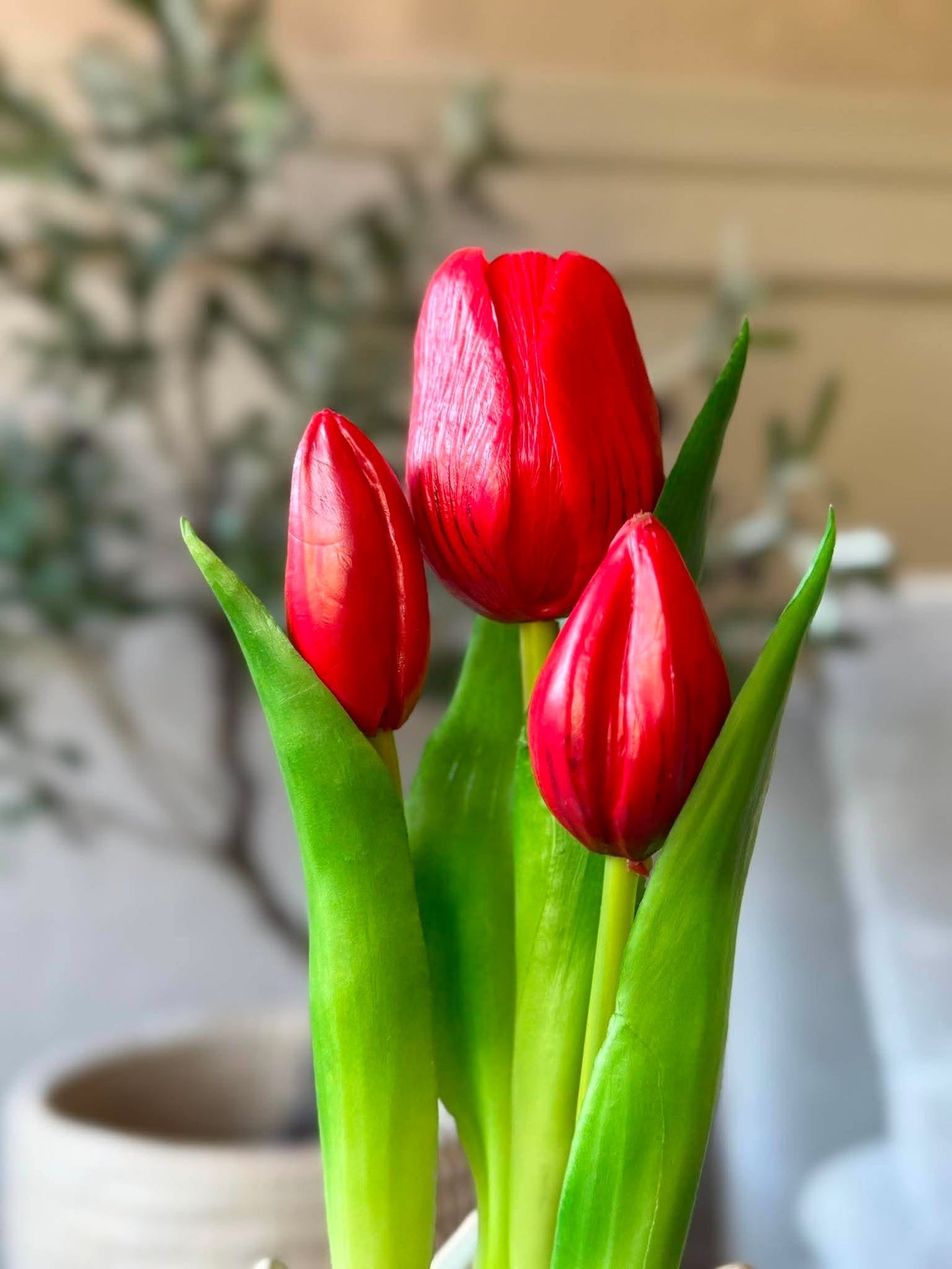 Tulipan i potte - Rød med 3 blomster