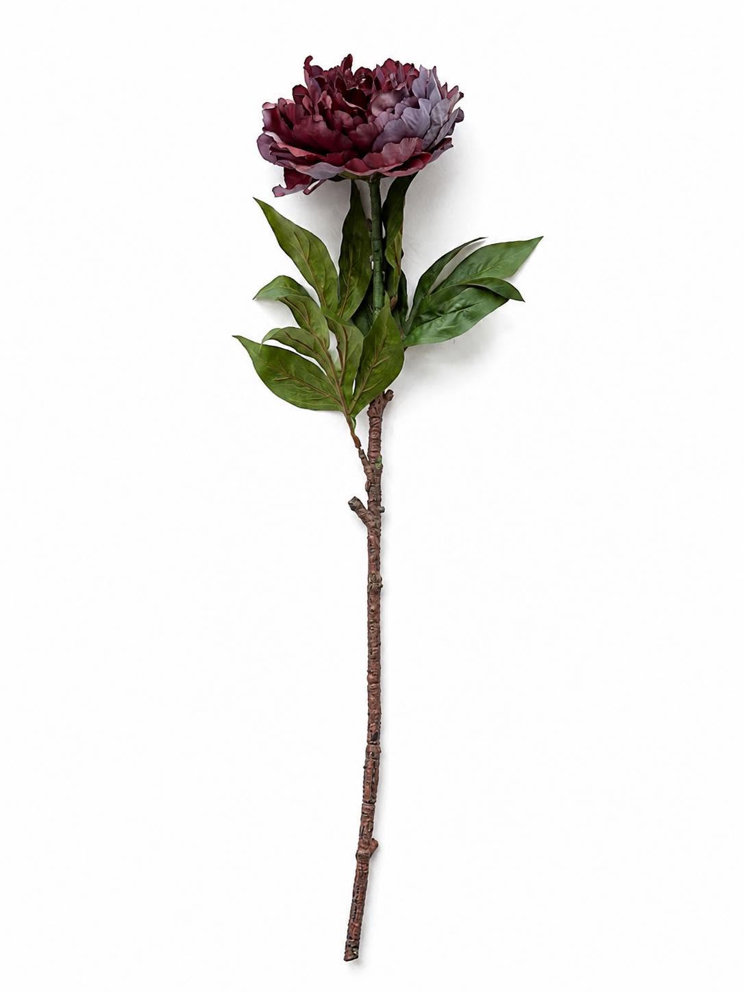 Pion 72 cm - Lilla