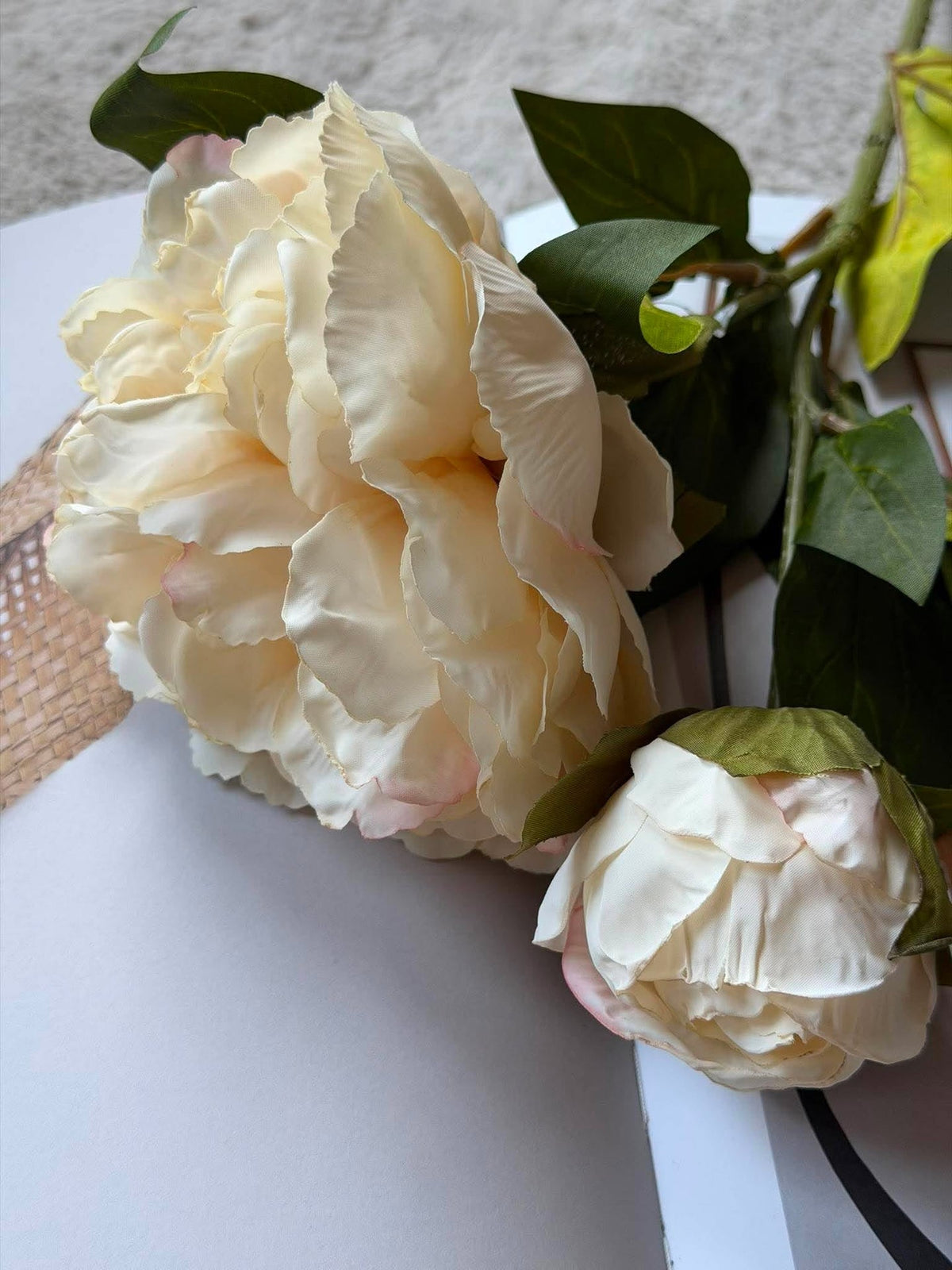 Pion 69 cm - krem
