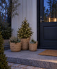 Plantekurver i natur - 3 stk
