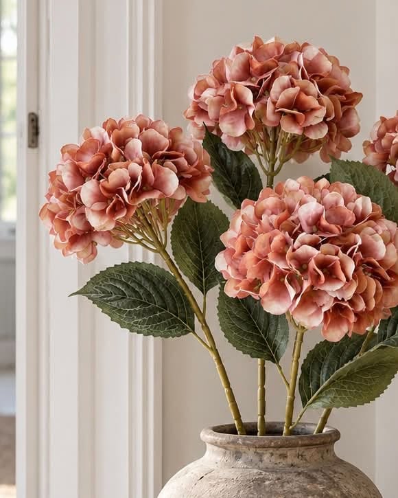 Hortensia brente farger - Mix