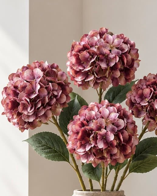 Hortensia brente farger - Mix