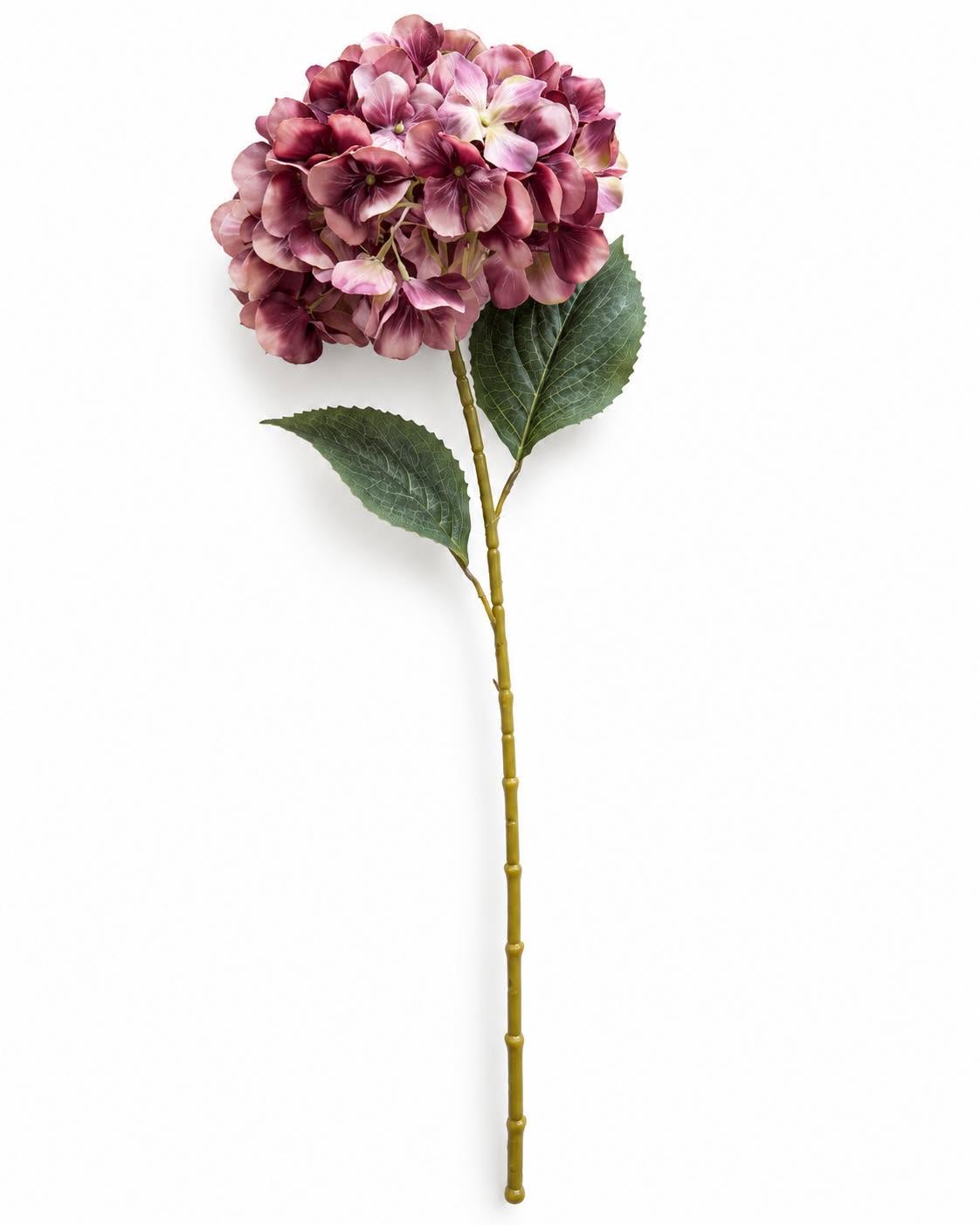 Hortensia brente farger - Mix