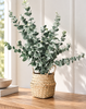 Eucalyptus med kurv