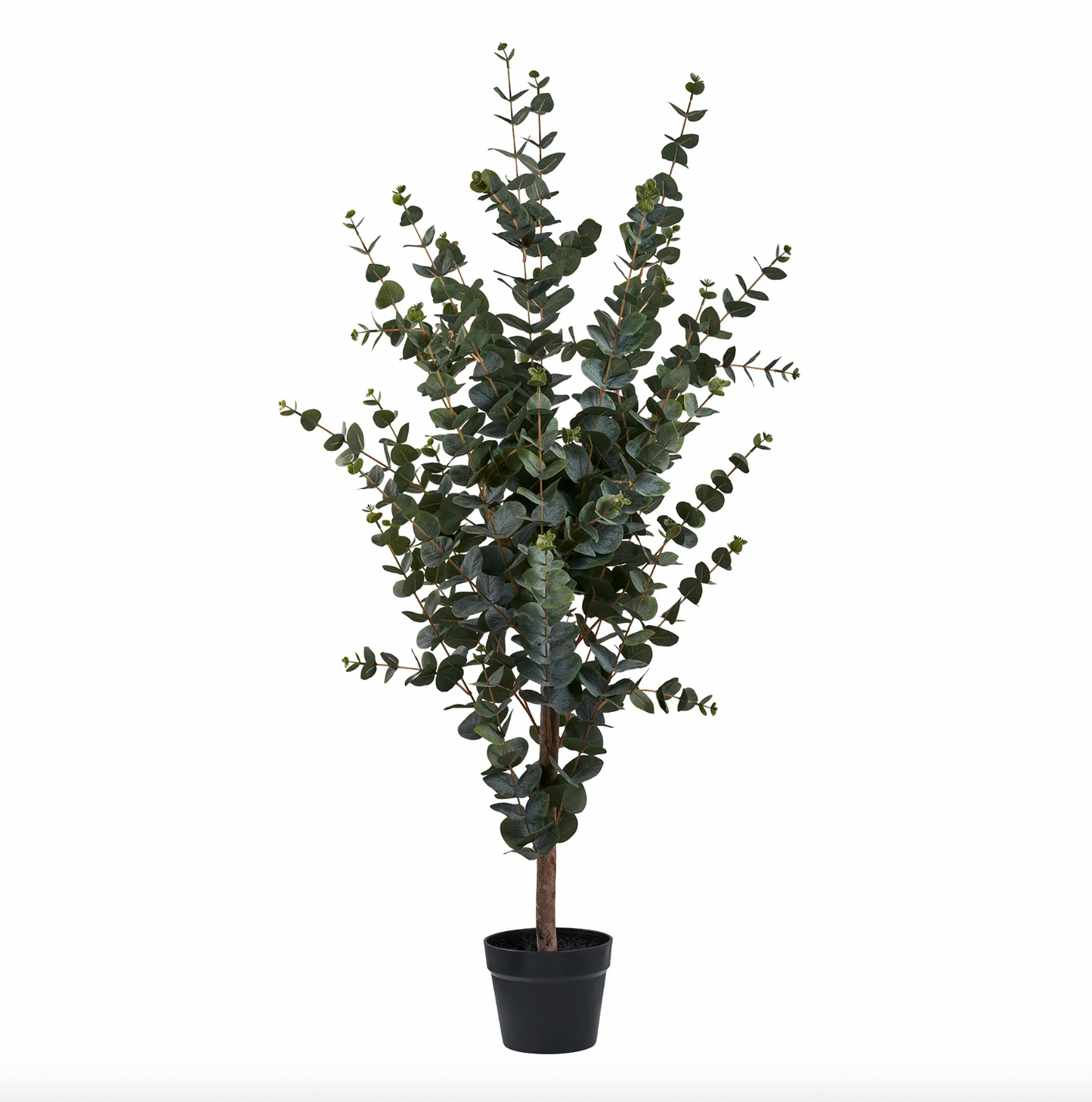 Eukalyptus Tre