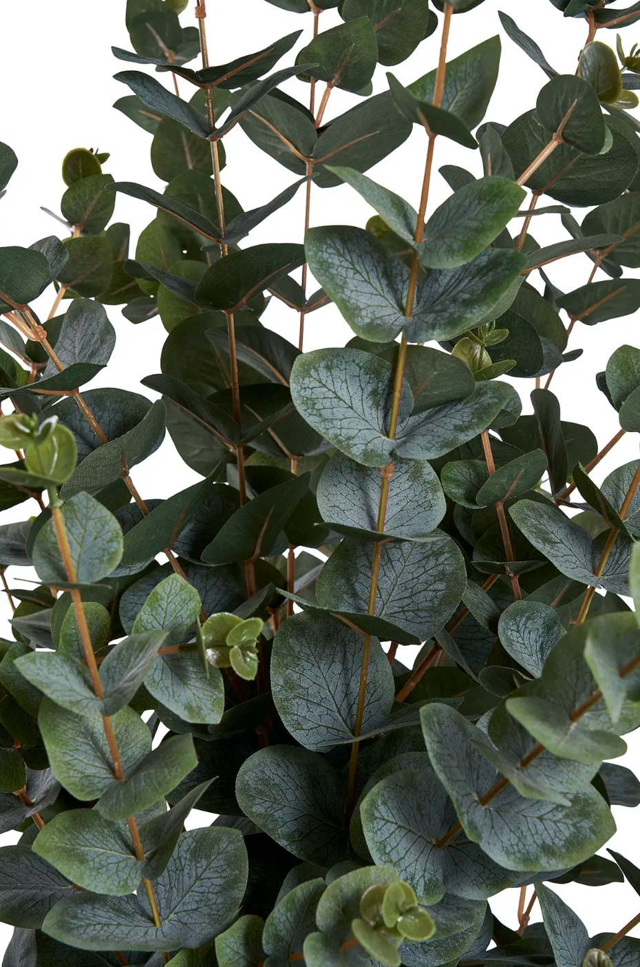 Eukalyptus Tre