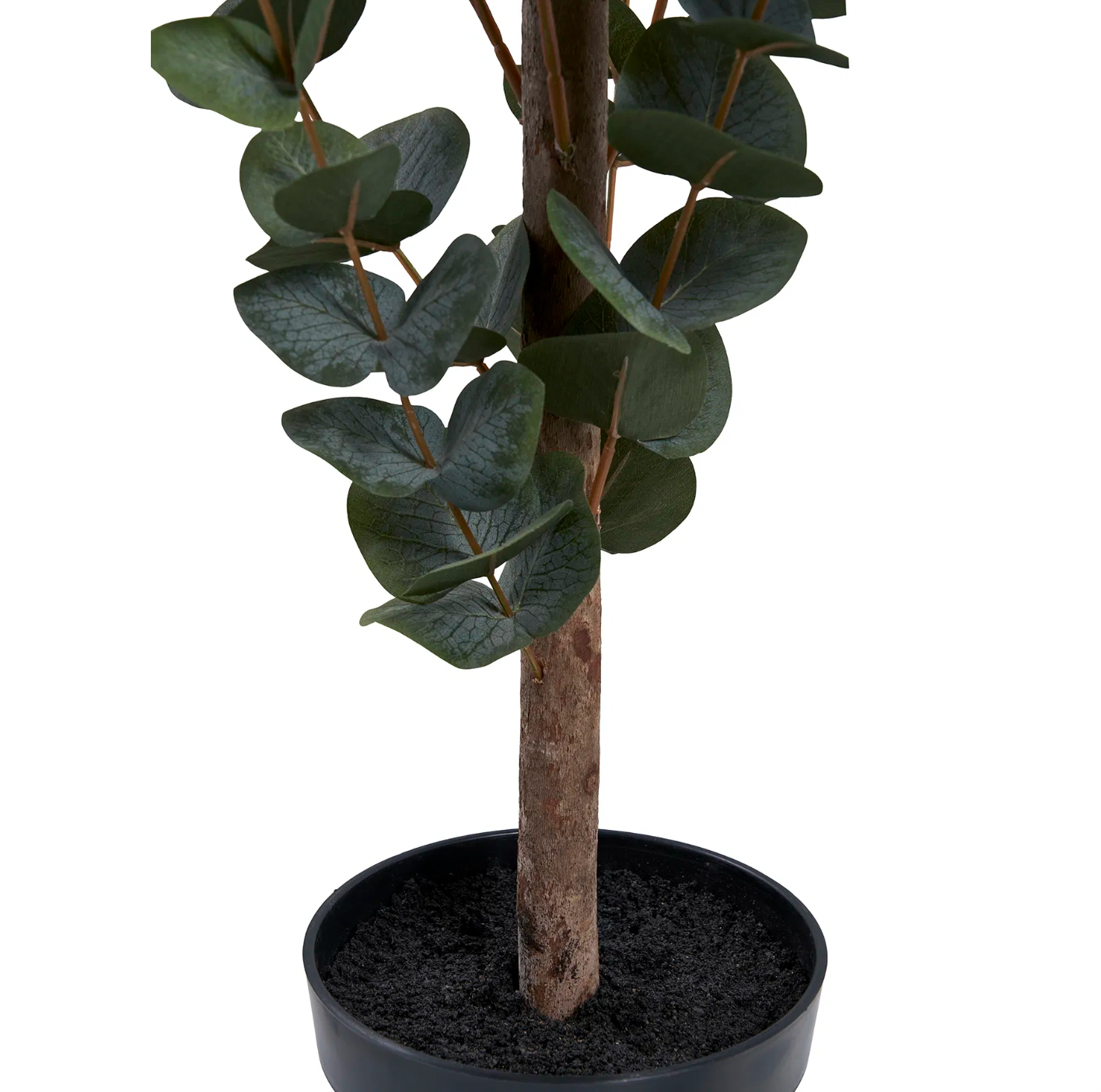 Eukalyptus Tre