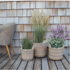 Plantekurver i natur - 3 stk