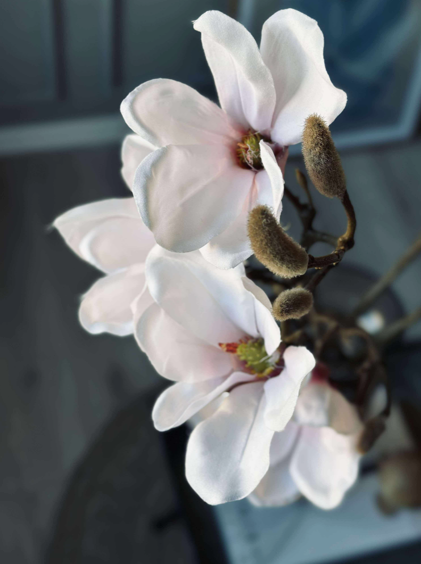 Magnoliagren - Rosa 52 cm