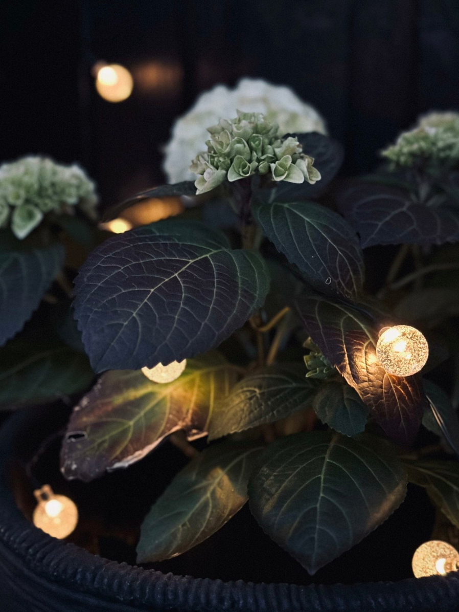 Lyslenke Bella med solceller - 50 LED