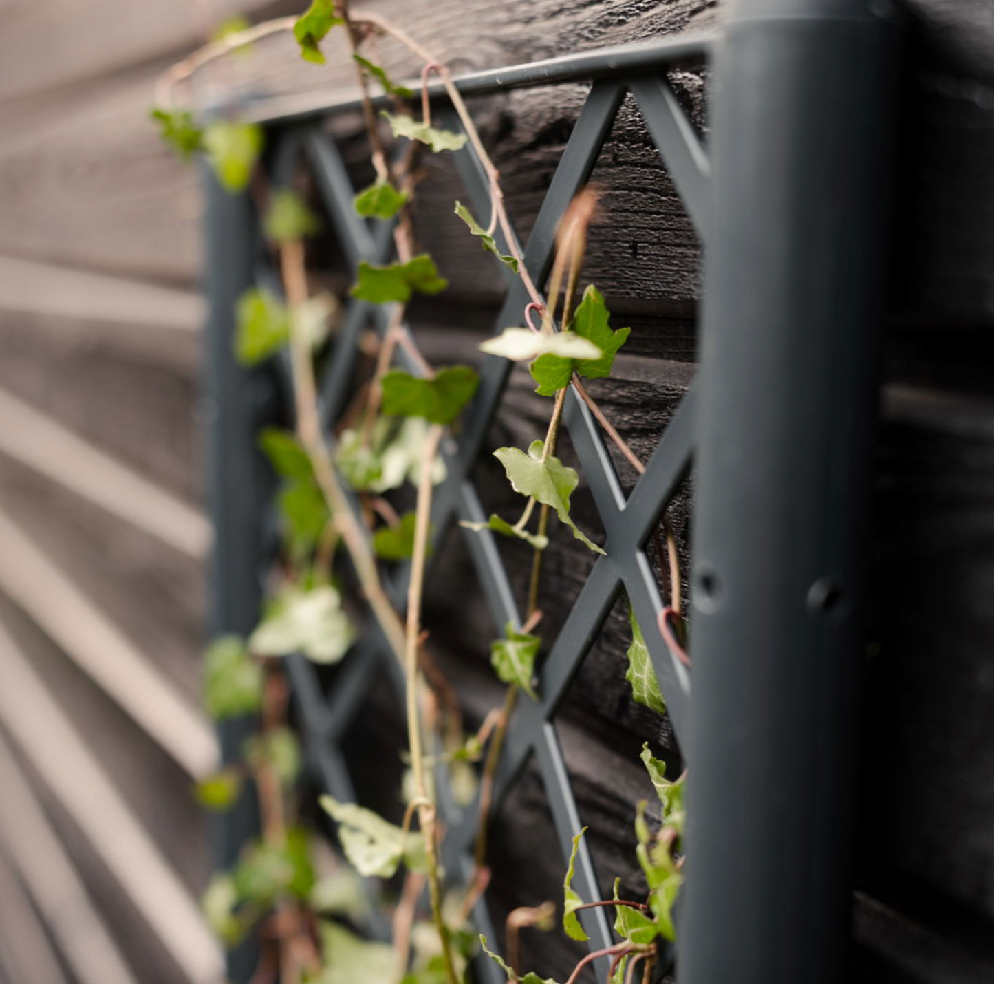 Plantekasse med espalier