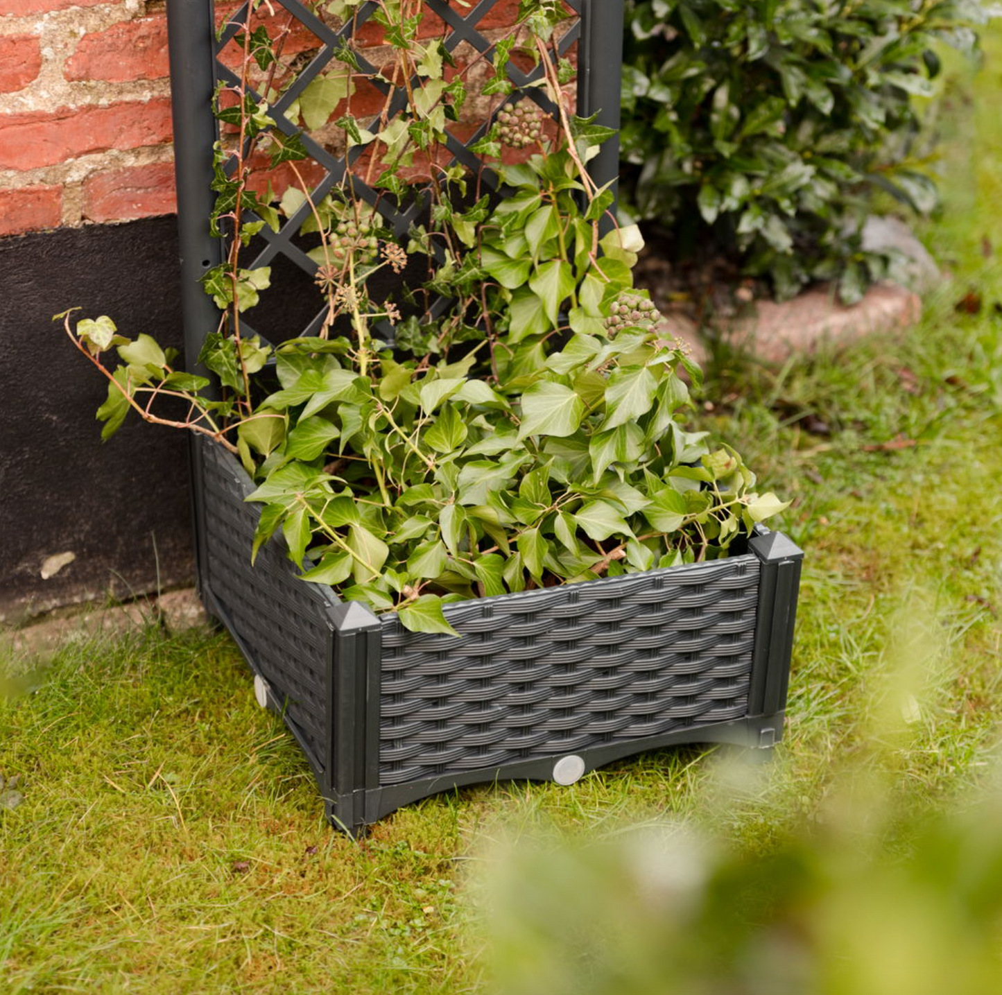 Plantekasse med espalier