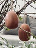 Egg i sabeltre – Stor