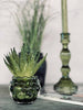 Aloe vera m/pigger 15cm