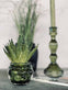 Aloe vera m/pigge 15cm - VIAMAJA.DK