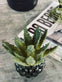 Aloe vera m/pigge 15cm - VIAMAJA.DK