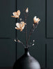 Blomst, Magnolia, Råhvit