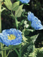 Blomst med solceller – Blå - VIAMAJA.DK