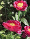 Blomst med solceller – Pink - VIAMAJA.DK