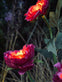 Blomst med solceller – Pink - VIAMAJA.DK