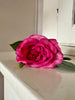 Blomst Rose Mørk rosa